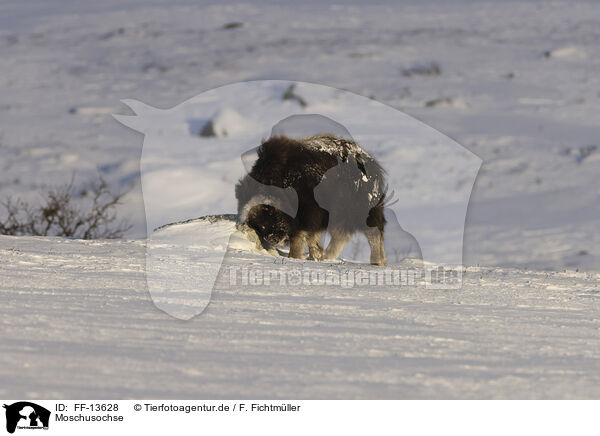 Moschusochse / musk ox / FF-13628