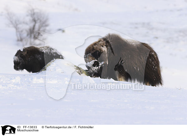 Moschusochse / musk ox / FF-13633