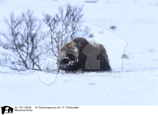 Moschusochse / musk ox / FF-13638