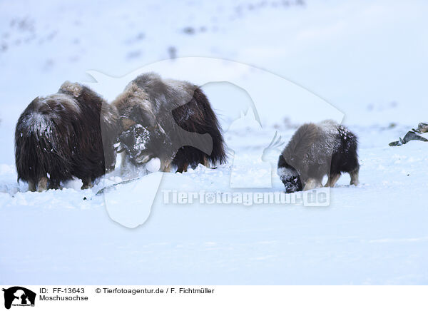 Moschusochse / musk ox / FF-13643