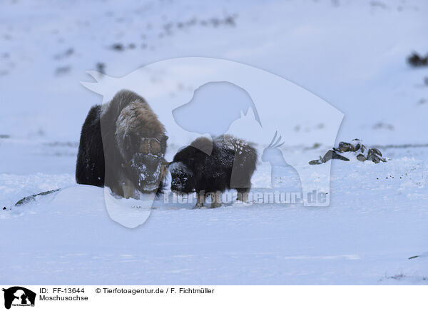 Moschusochse / musk ox / FF-13644