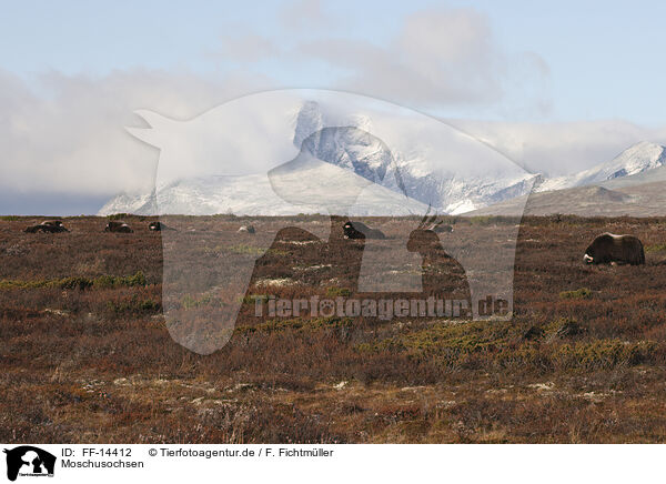 Moschusochsen / musk oxes / FF-14412