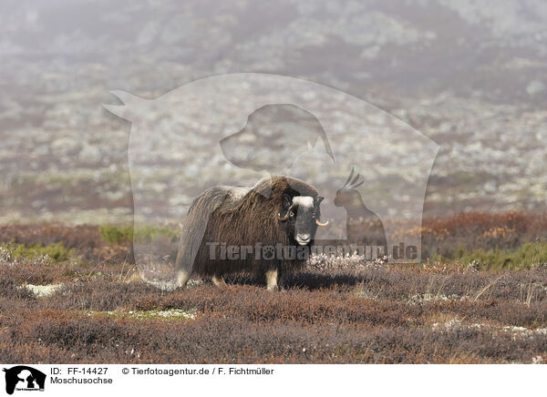 Moschusochse / musk ox / FF-14427