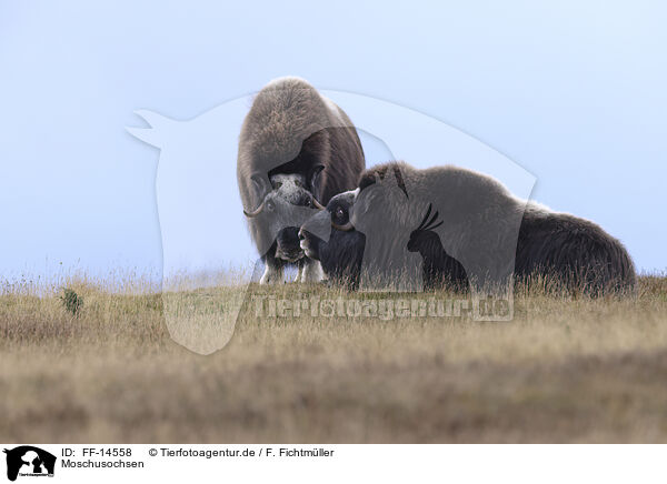 Moschusochsen / musk oxes / FF-14558