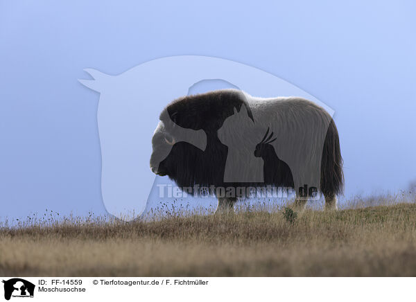 Moschusochse / musk ox / FF-14559