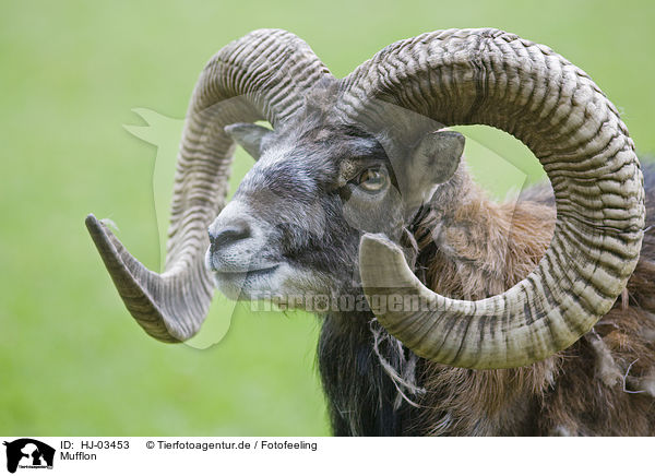 Mufflon / mouflon / HJ-03453