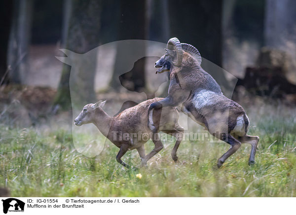 Mufflons in der Brunftzeit / Moufflons in the rutting season / IG-01554