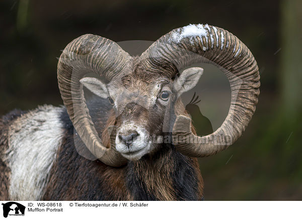 Mufflon Portrait / Mouflon portrait / WS-08618