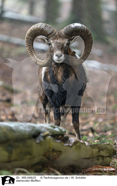 stehender Mufflon / standing Mouflon / WS-08625