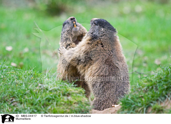 Murmeltiere / marmots / MBS-04417