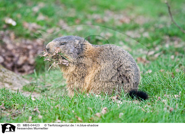 fressendes Murmeltier / eating marmot / MBS-04423