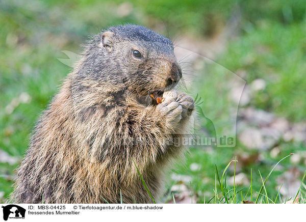 fressendes Murmeltier / eating marmot / MBS-04425