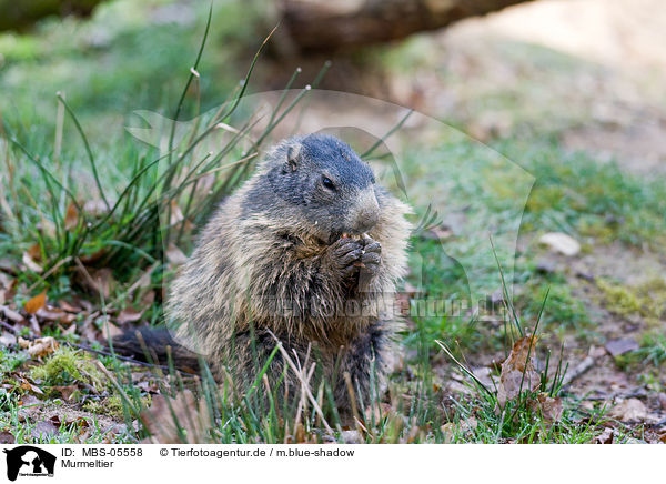 Murmeltier / marmot / MBS-05558