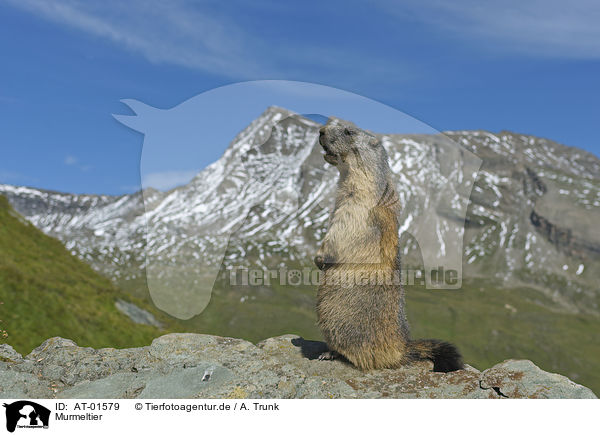 Murmeltier / marmot / AT-01579