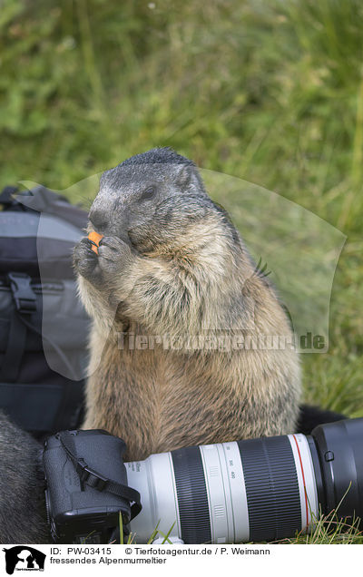 fressendes Alpenmurmeltier / eating Alpine Marmot / PW-03415