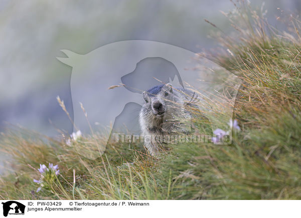 junges Alpenmurmeltier / young Alpine Marmot / PW-03429