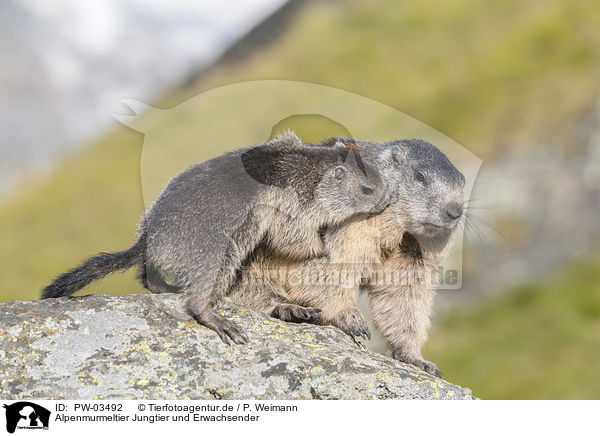 Alpenmurmeltier Jungtier und Erwachsender / young and adult Alpine Marmot / PW-03492