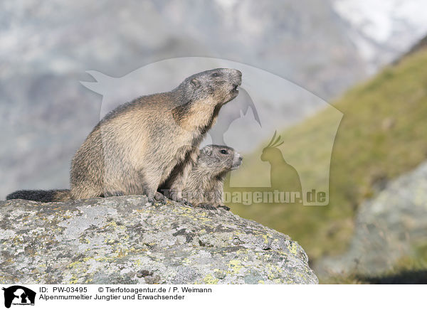 Alpenmurmeltier Jungtier und Erwachsender / young and adult Alpine Marmot / PW-03495