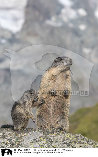 Alpenmurmeltier Jungtier und Erwachsender / young and adult Alpine Marmot / PW-03497