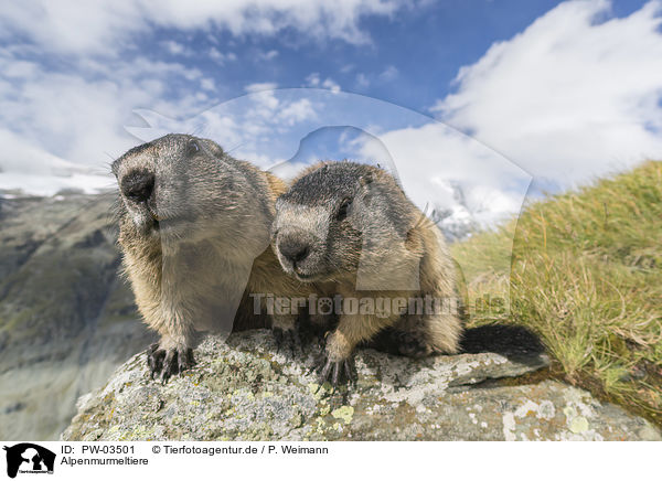 Alpenmurmeltiere / Alpine Marmots / PW-03501