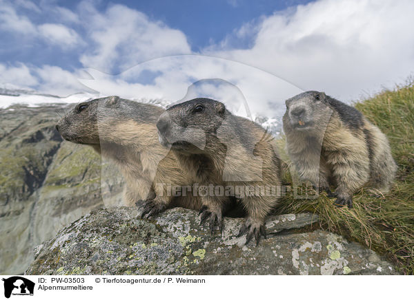 Alpenmurmeltiere / Alpine Marmots / PW-03503