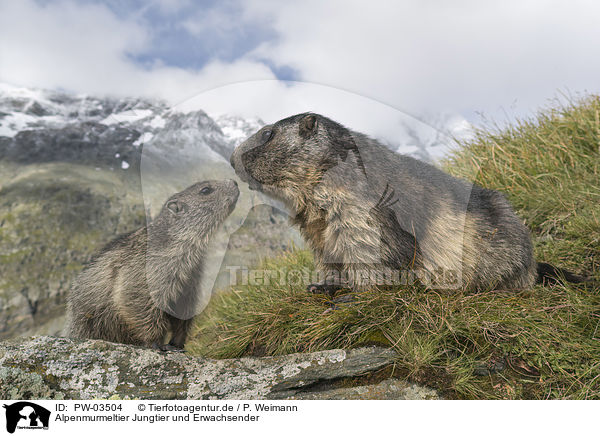 Alpenmurmeltier Jungtier und Erwachsender / young and adult Alpine Marmot / PW-03504