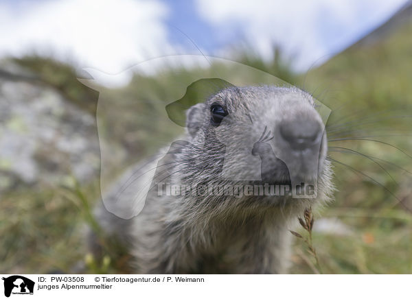 junges Alpenmurmeltier / young Alpine Marmot / PW-03508