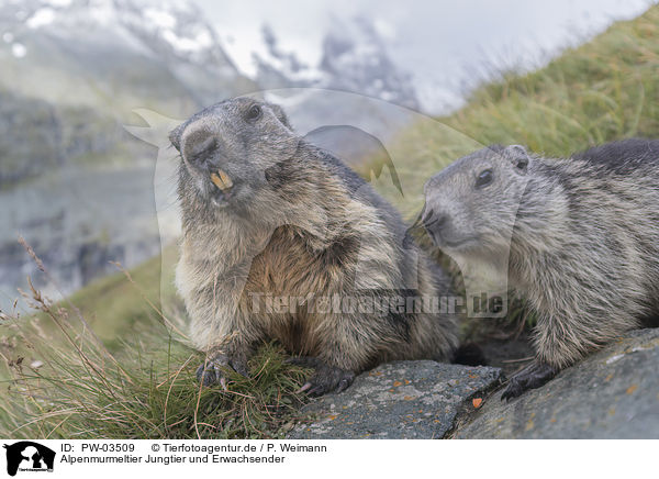 Alpenmurmeltier Jungtier und Erwachsender / young and adult Alpine Marmot / PW-03509
