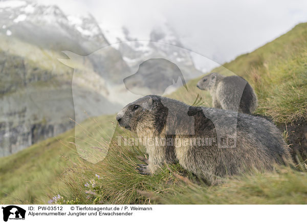 Alpenmurmeltier Jungtier und Erwachsender / young and adult Alpine Marmot / PW-03512