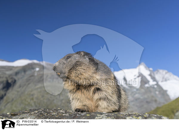 Alpenmurmeltier / Alpine Marmot / PW-03514