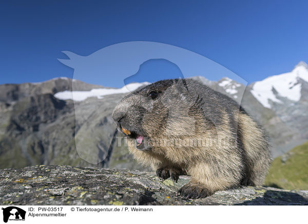 Alpenmurmeltier / Alpine Marmot / PW-03517