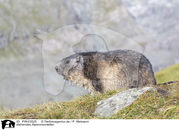 stehendes Alpenmurmeltier / standing Alpine Marmot / PW-03525