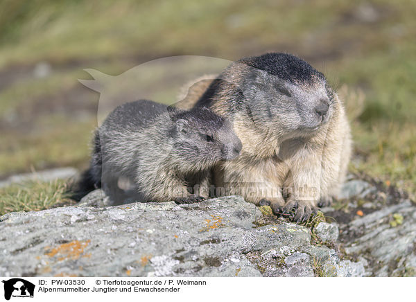 Alpenmurmeltier Jungtier und Erwachsender / young and adult Alpine Marmot / PW-03530