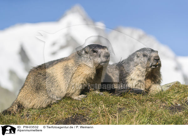 Alpenmurmeltiere / Alpine Marmots / PW-03532