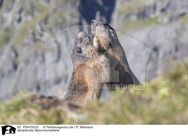 kmpfende Alpenmurmeltiere / fighting Alpine Marmots / PW-03533