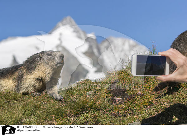 Alpenmurmeltier / Alpine Marmot / PW-03536