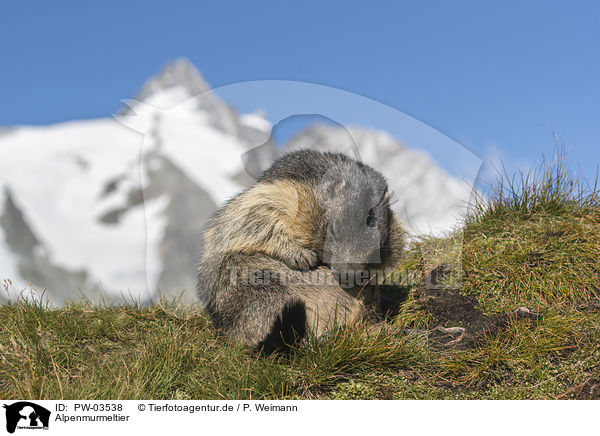 Alpenmurmeltier / Alpine Marmot / PW-03538