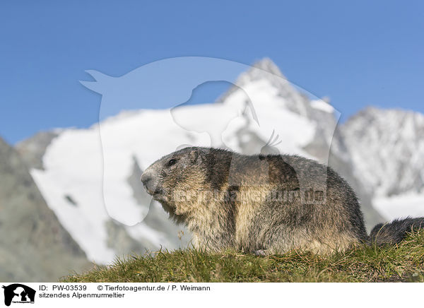 sitzendes Alpenmurmeltier / sitting Alpine Marmot / PW-03539