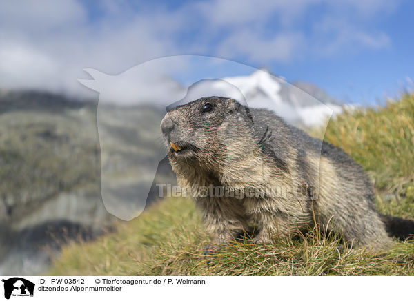 sitzendes Alpenmurmeltier / sitting Alpine Marmot / PW-03542