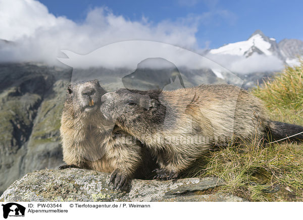 Alpenmurmeltiere / Alpine Marmots / PW-03544