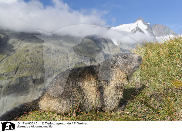 sitzendes Alpenmurmeltier / sitting Alpine Marmot / PW-03545