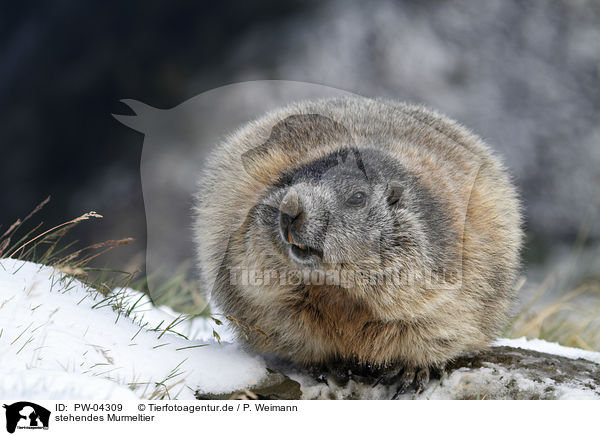 stehendes Murmeltier / standing Marmot / PW-04309