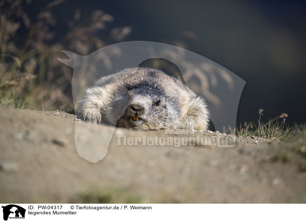 liegendes Murmeltier / lying Marmot / PW-04317