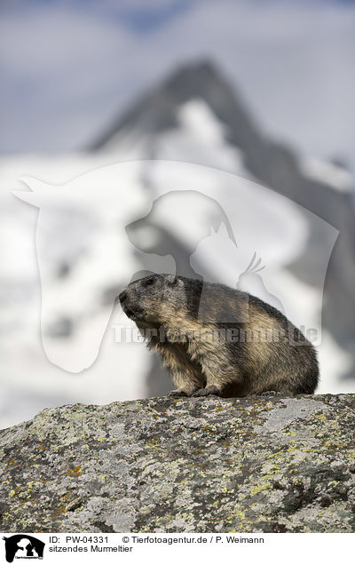 sitzendes Murmeltier / sitting Marmot / PW-04331