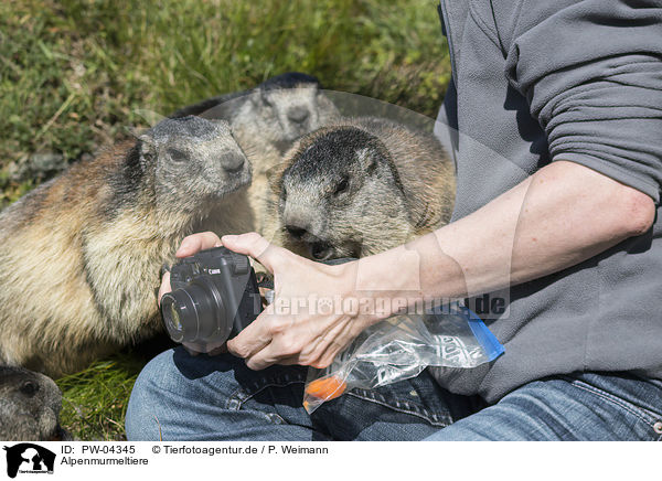 Alpenmurmeltiere / PW-04345