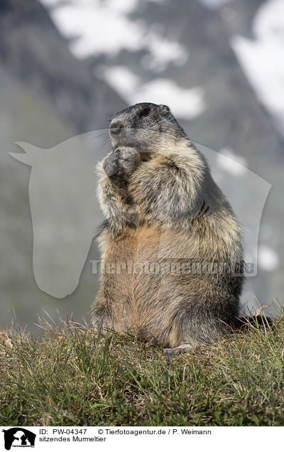 sitzendes Murmeltier / sitting Marmot / PW-04347