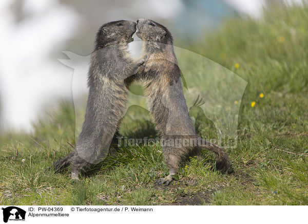 Alpenmurmeltiere / Alpine Marmots / PW-04369