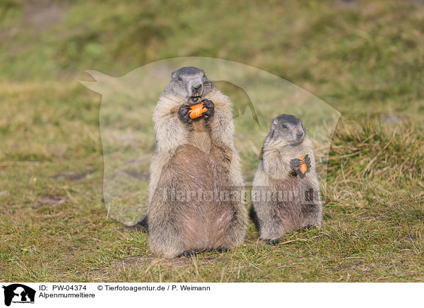 Alpenmurmeltiere / Alpine Marmots / PW-04374