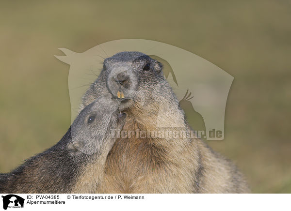 Alpenmurmeltiere / Alpine Marmots / PW-04385