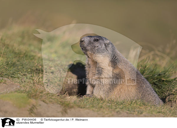 sitzendes Murmeltier / sitting Marmot / PW-04406